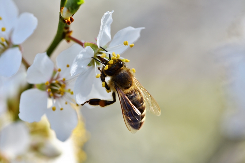 jardinerie-CARNOULES-min_bee-4092986